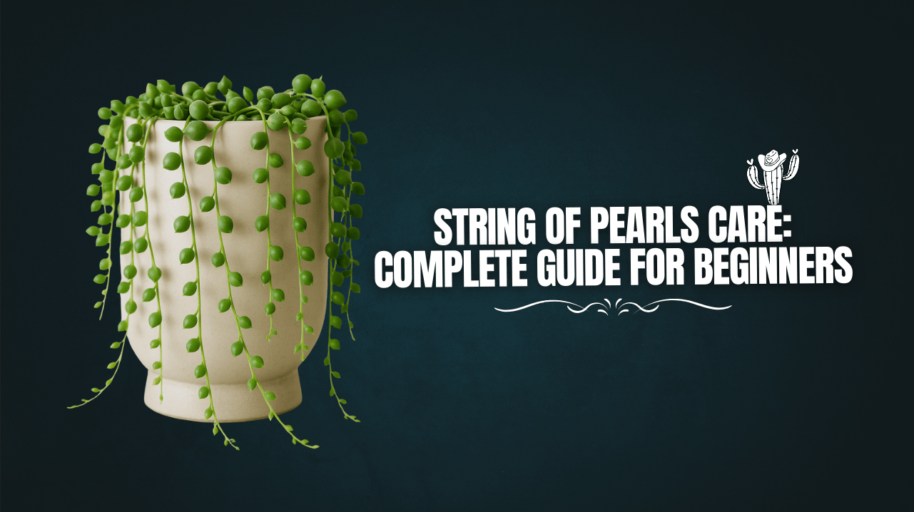 String of Pearls Care: Complete Guide for Beginners