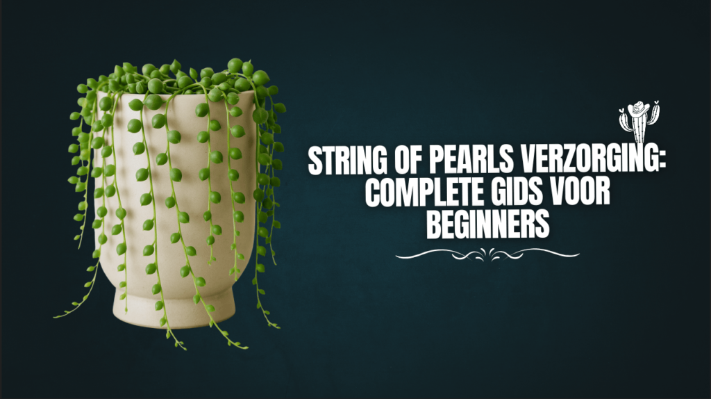 String of Pearls Verzorging