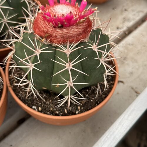 melocactus potmaat 10.5