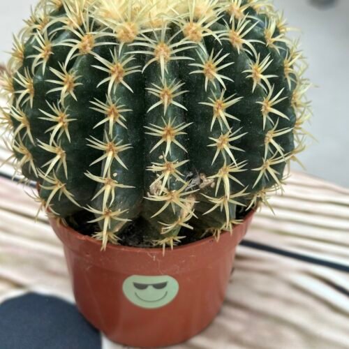 echinocactus-potmaat-10-5