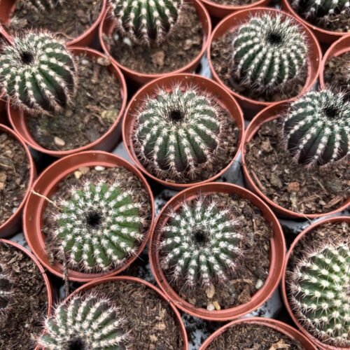 uebelmannia-cactus-potmaat-5-5-cm