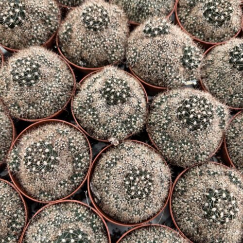mammilariacactus-potmaat-5-5-cm