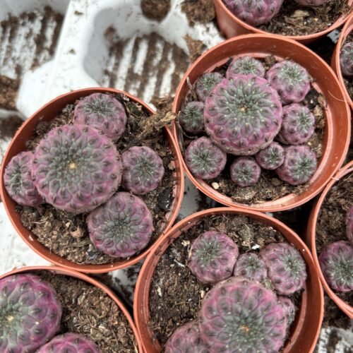 Sulcorebutia rauschii – Paarse miniatuurcactus  Potmaat 5.5