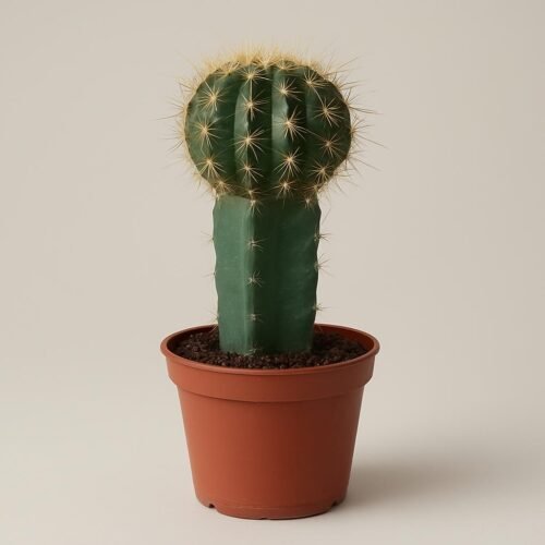 geente-bolcactus-potmaat8-5