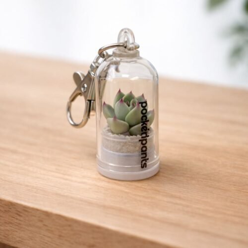 sleutelhanger-met-levend-succulentje