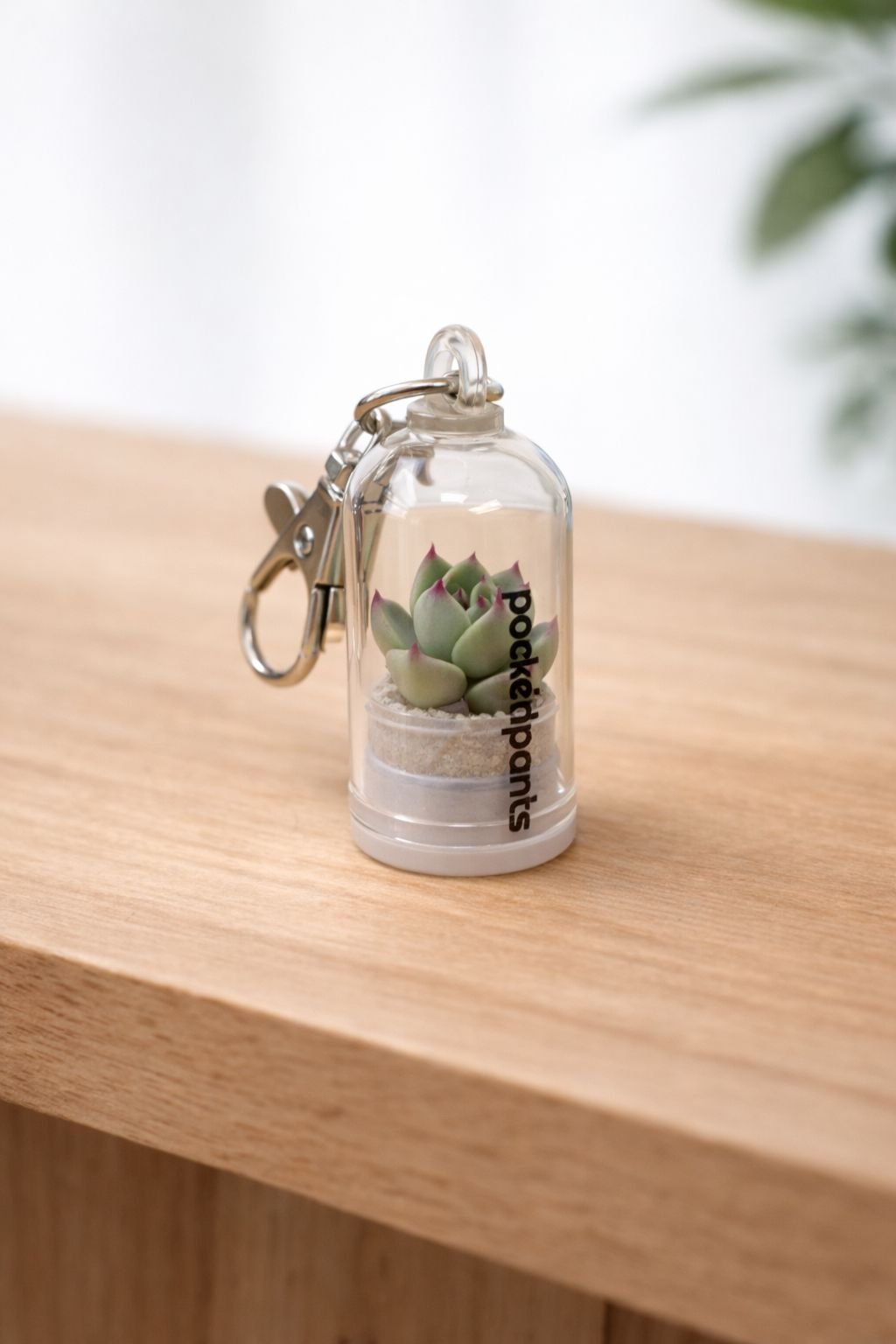 sleutelhanger met succulent