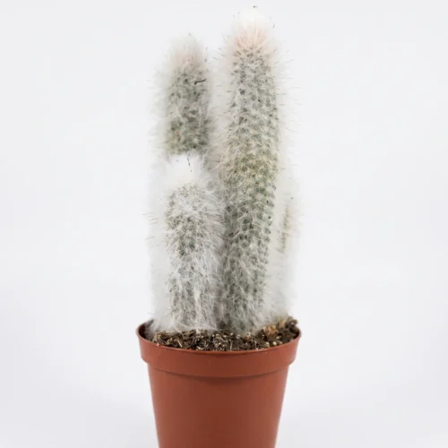 columnar cactus