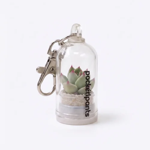 keychain with live succulent