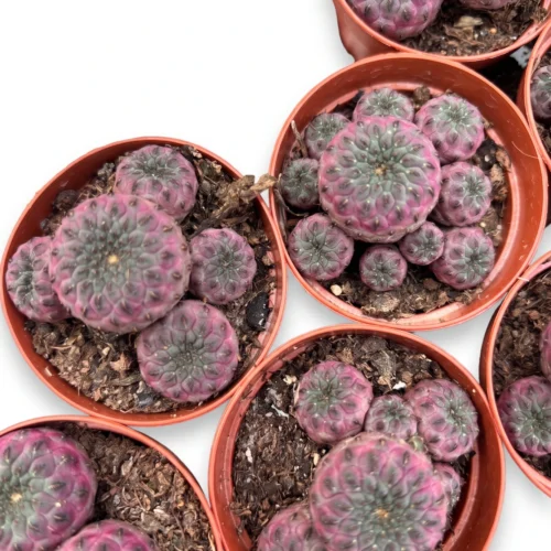 Sulcorebutia rauschii – Paarse miniatuurcactus Potmaat 5.5