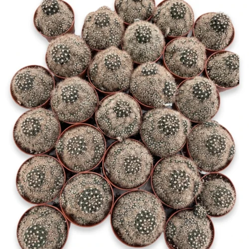 mammillaria cactus pot size 5.5 cm