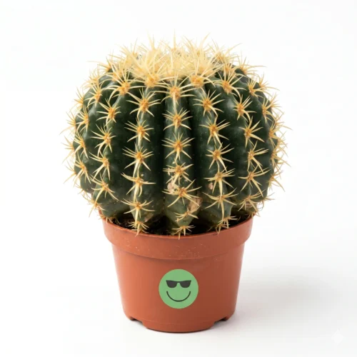 echinocactus pot size 10.5