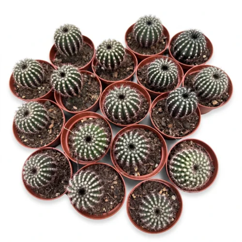 uebelmannia cactus pot size 5.5 cm