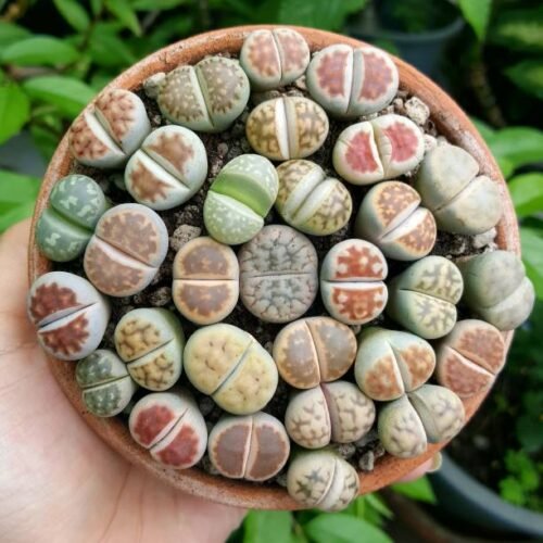 lithops of levende steentjes potmaat 8.5 cm