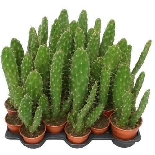 opuntiacactus