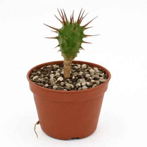 euphorbia-enopla-ook-wel-bekend-als-afrikaanse-melkplant-of-euphorbia-met-rode-stekels