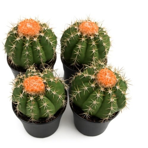 melocactus matanzanus potmaat 10.5cm