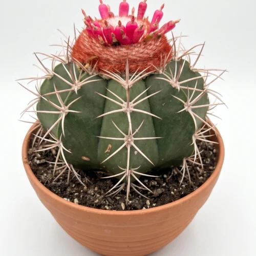 Melon cactus pot size 10.5