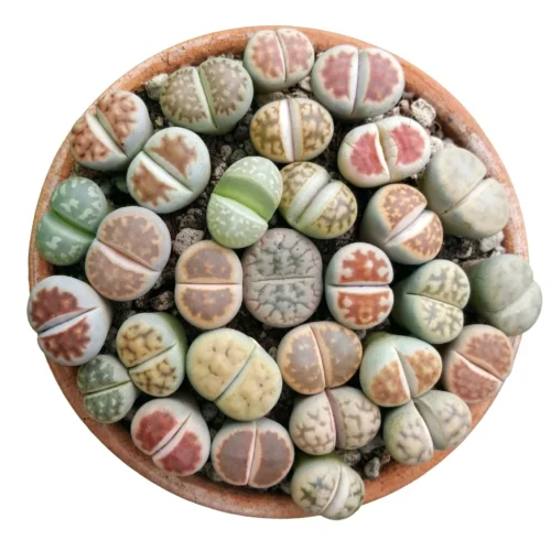Lithops or living stones, pot size 8.5 cm